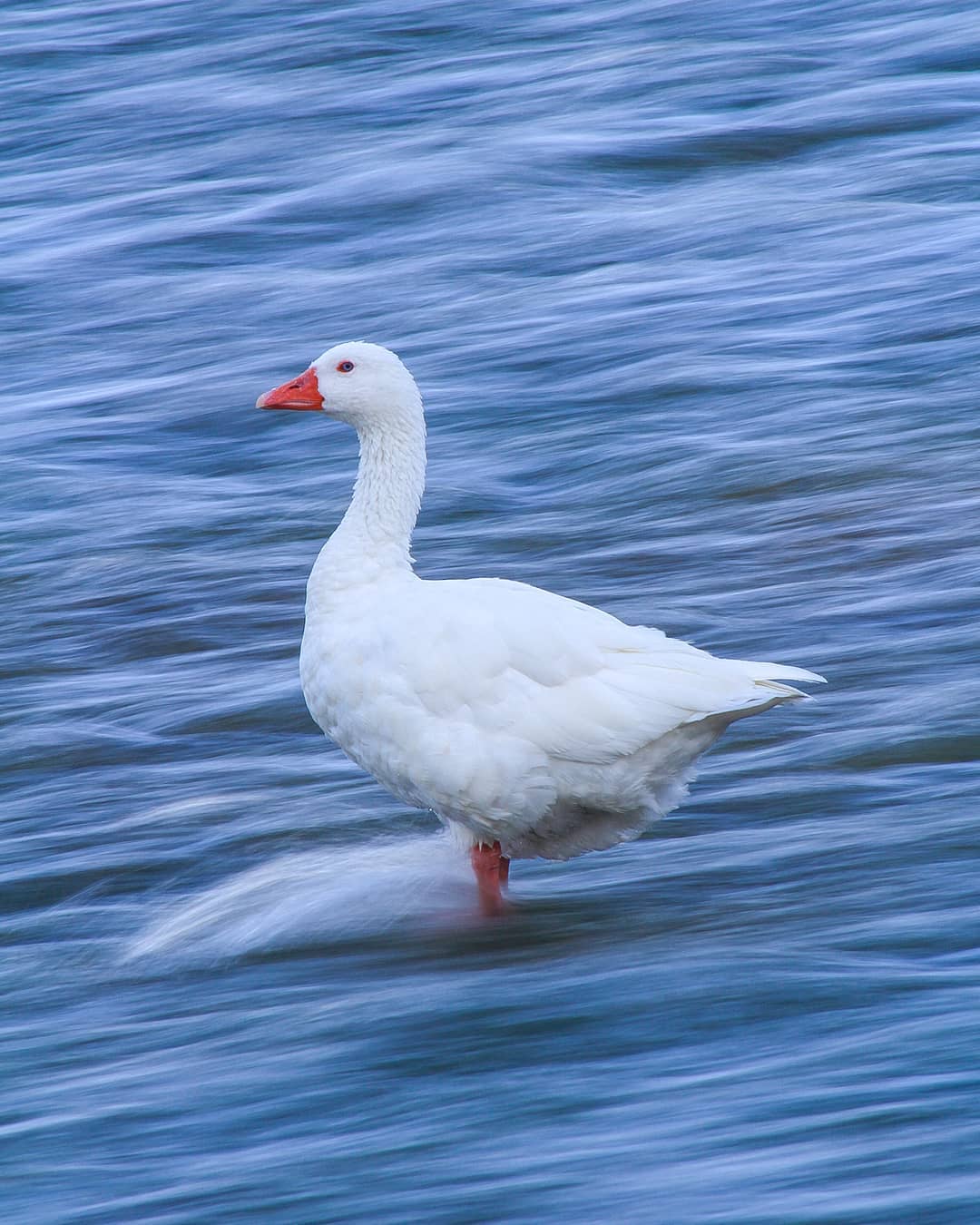 goose.jpg