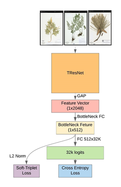 herbarium_2020.png