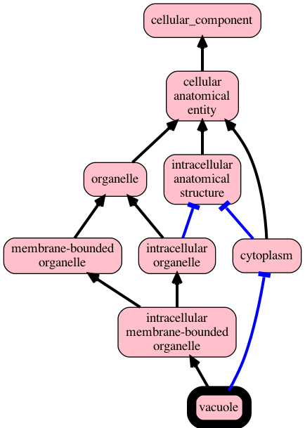 vacuole.png