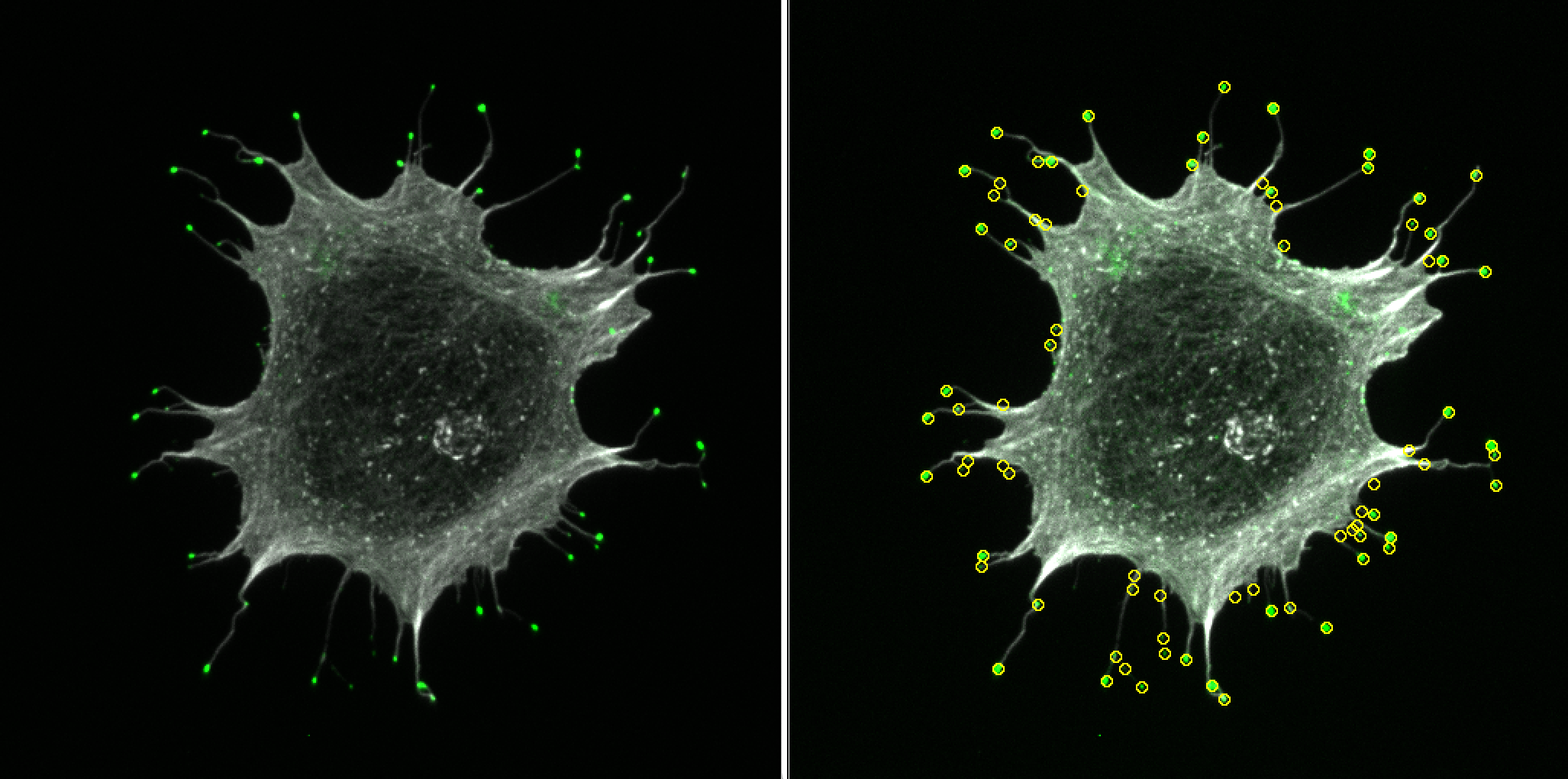 Figure3-QC-cell.png