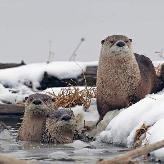 otters.jpg