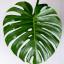 @SW13-Monstera