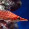 hawkfish