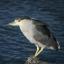 @black-night-heron