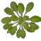 arabidopsis