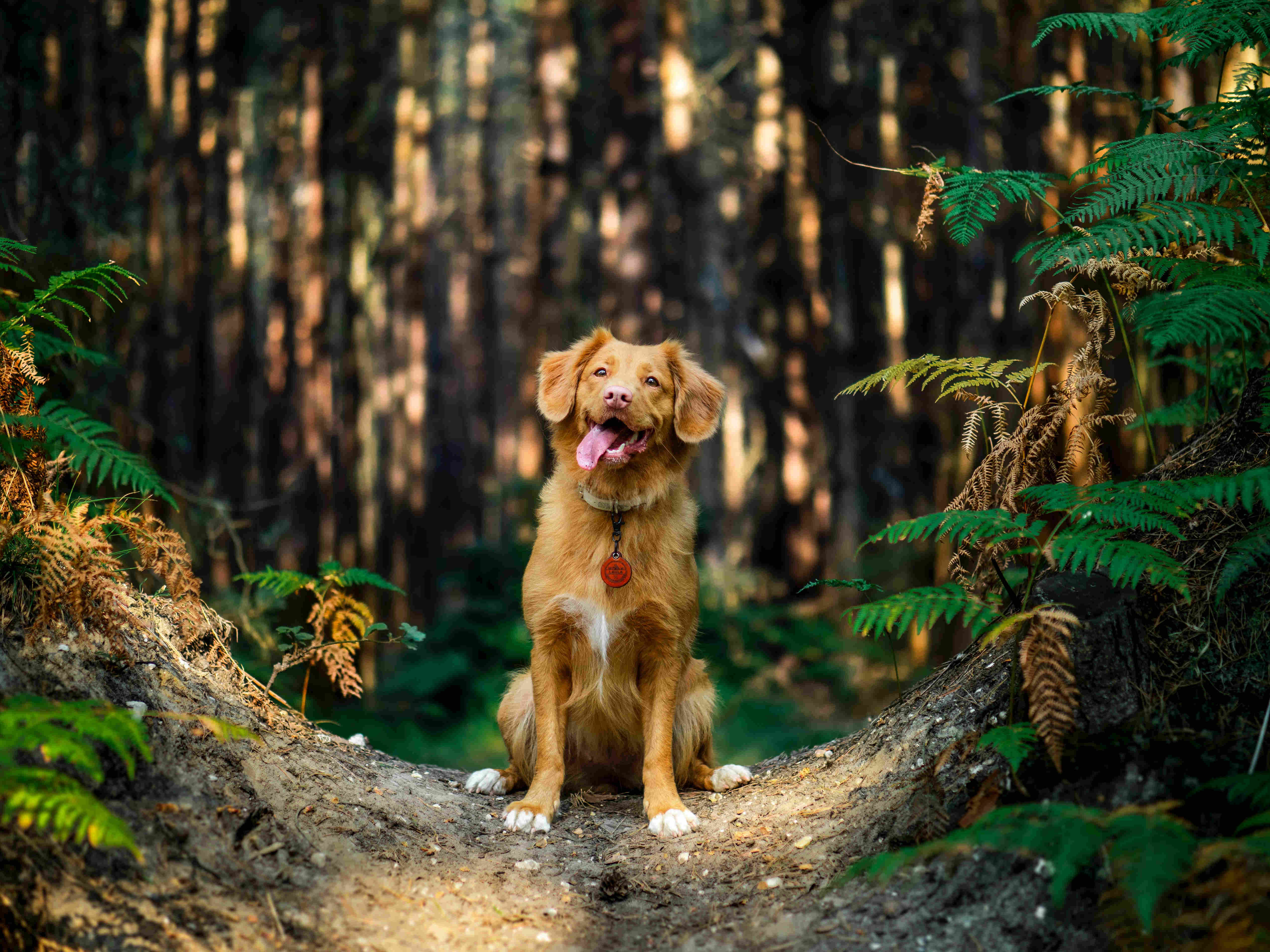 header_img_jamie_street_unsplash_dog_forest.jpg