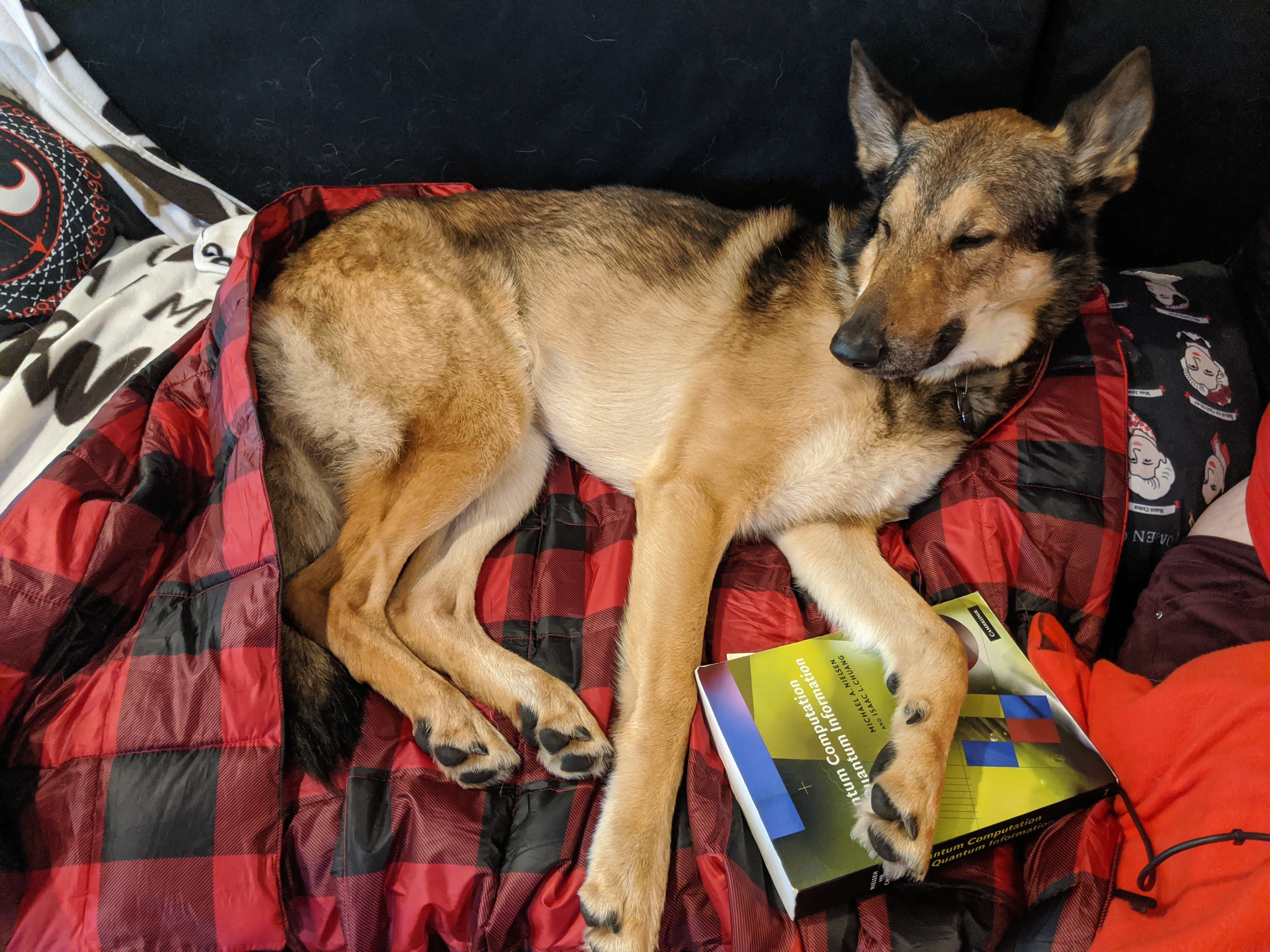 german shepard dog sleeping on a plaid blanket on a couch