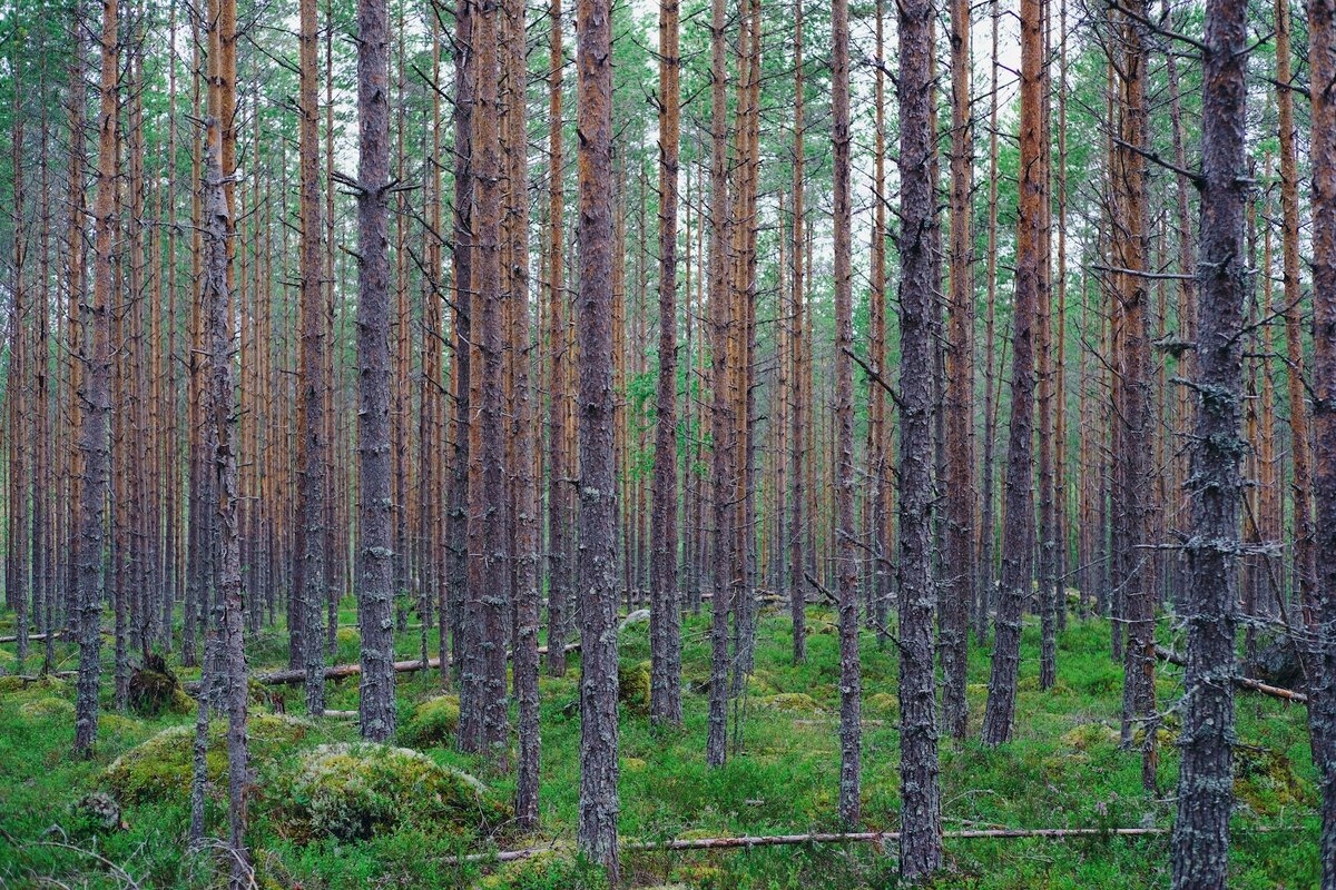 An image of a forest in Finland
