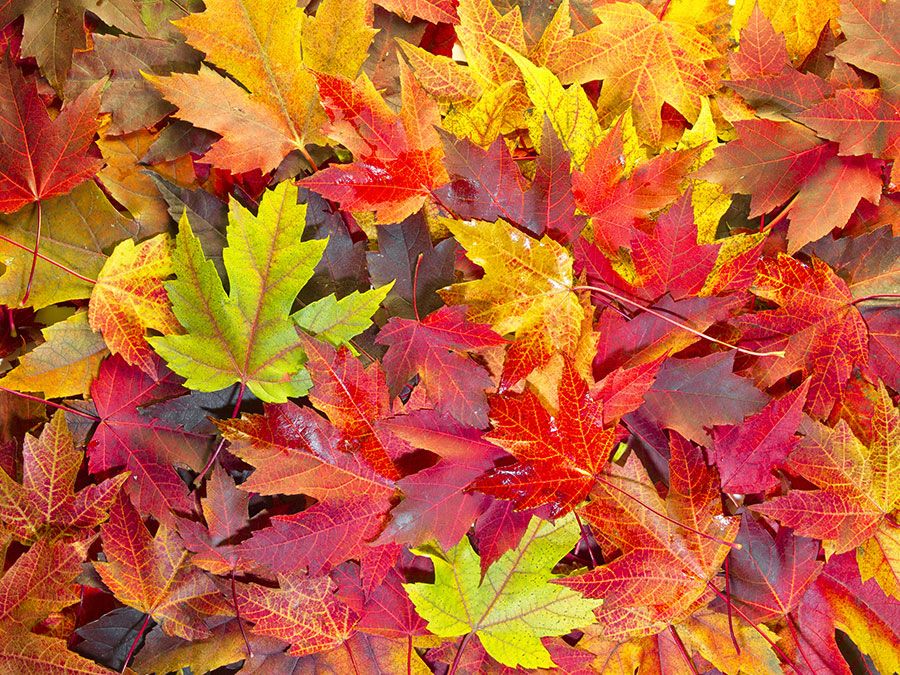 orange leaves