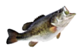 rawFish.png