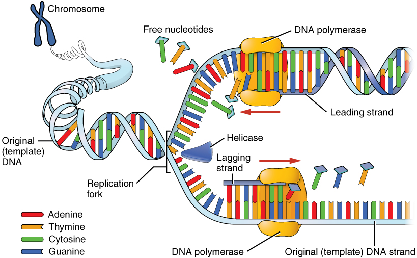 0323_DNA_Replication.jpg