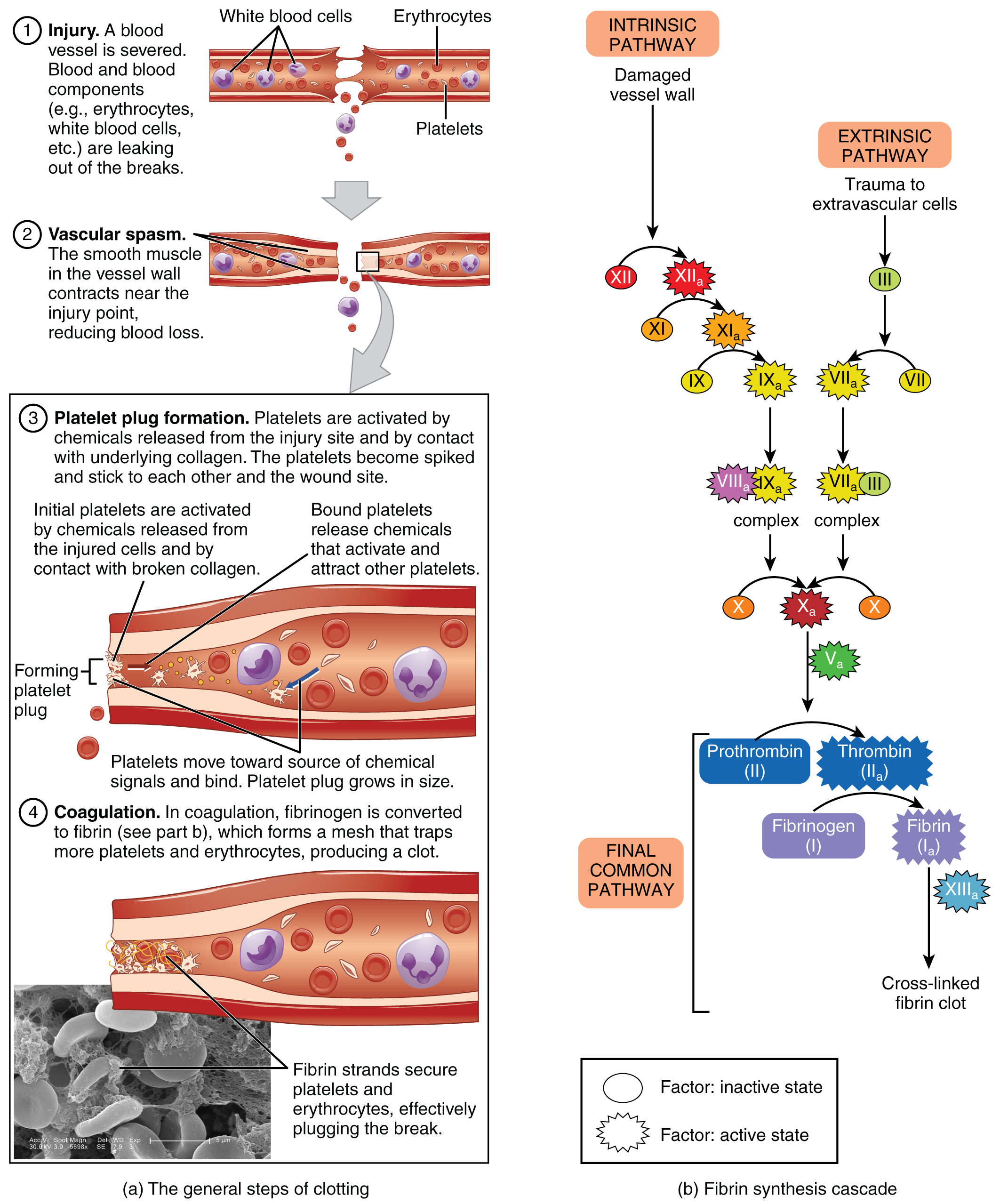 1909_Blood_Clotting.jpg