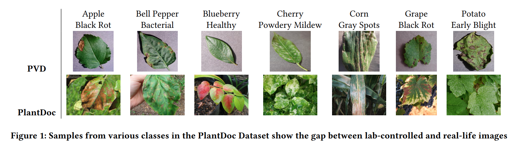 PlantDoc_Examples.png