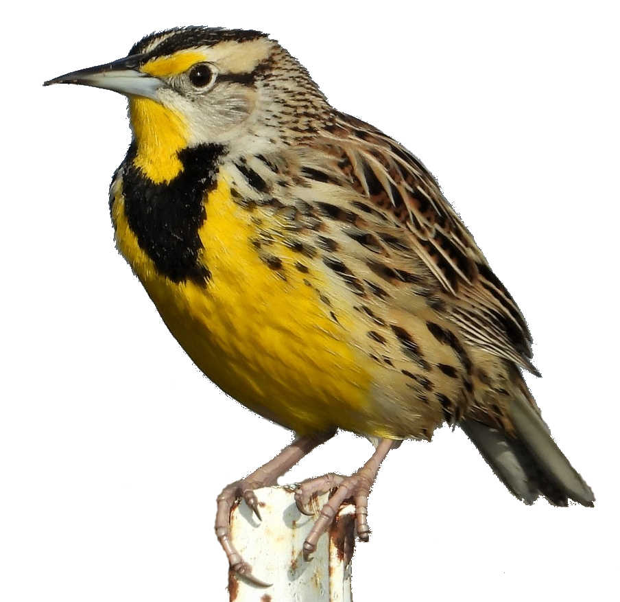 Meadowlark photo (c) Joel Chamberlain