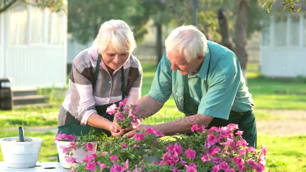 Truthy and Falsy putting in the hydrangeas