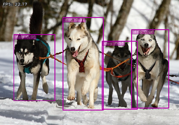 Huskies detected