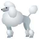 poodle