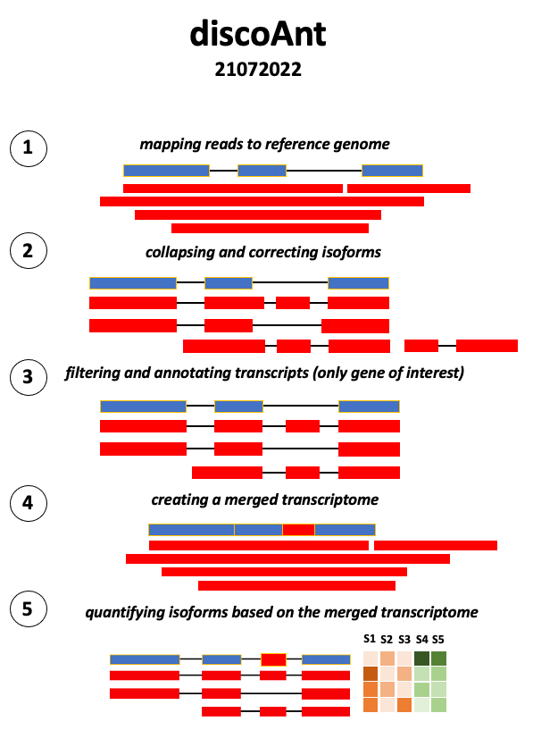 discoAnt_workflow.png