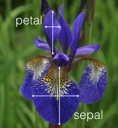 iris_petal_sepal.png