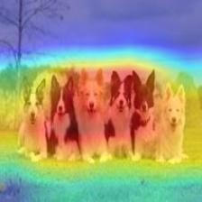 multiple_dogs-mobilenet_v2-cam.jpg