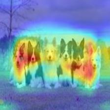 multiple_dogs-vgg16-cam++.jpg