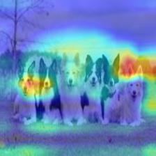 multiple_dogs-vgg16-cam.jpg